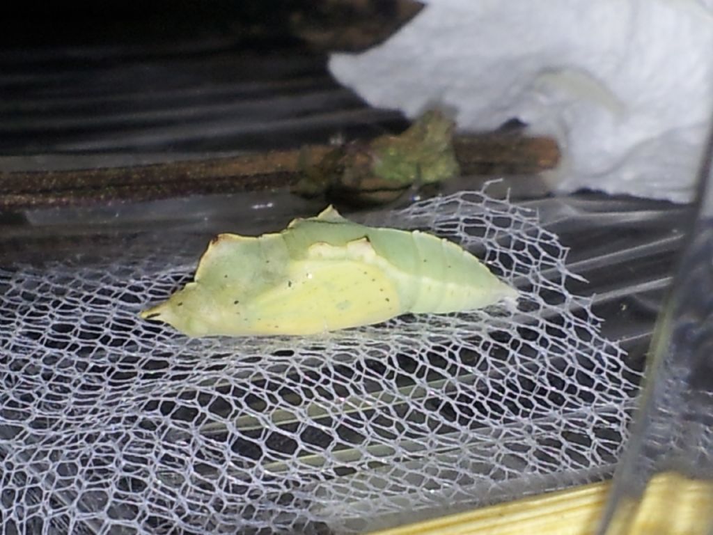 Bruco verde da determinare